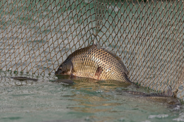 carp entangled in a fishing net