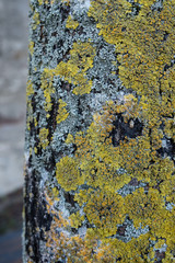 Baumstamm mit Flechten