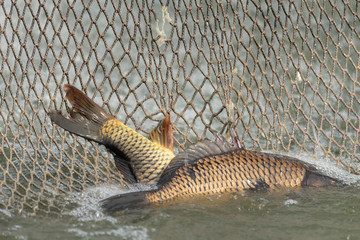 carp entangled in a fishing net