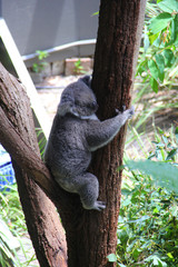 Koala sleeping in a tree