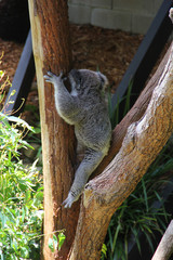 Koala sleeping in a tree
