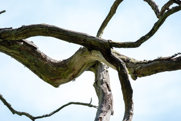 Fototapeta premium Der Ast