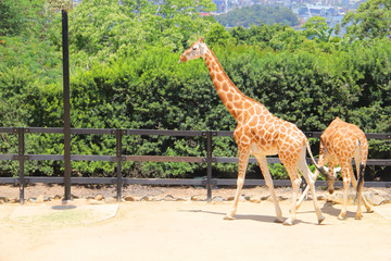 Giraffe at the zoo
