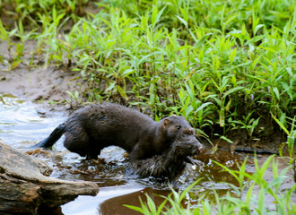 Mother Mink carrying her baby.