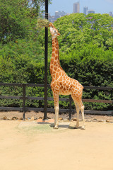 Giraffe at the zoo