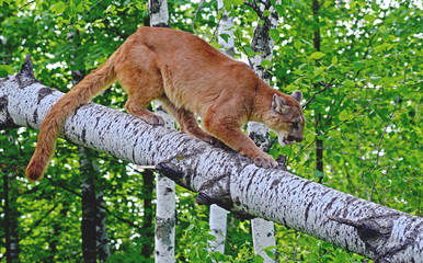 Obraz premium Mountain Lion perched in a tree limb.