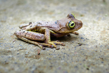 Frog on a forest