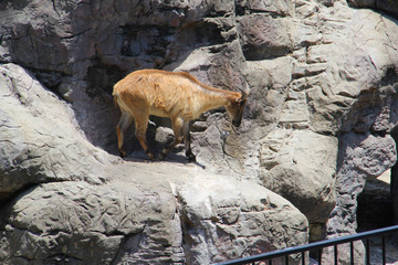 Ibex goat at the zoo