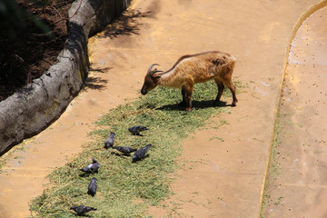 Ibex goat at the zoo