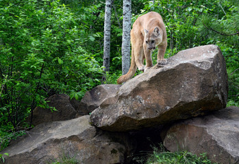 Mountain Lion perched on a large boulder.