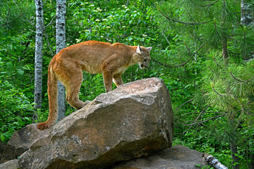 Mountain Lion perched on a large boulder.