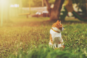 young ginger male cat is sitting in grass on sunny evening