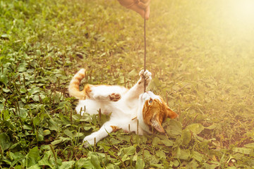 Fototapeta premium Young playful ginger cat is playing with stick