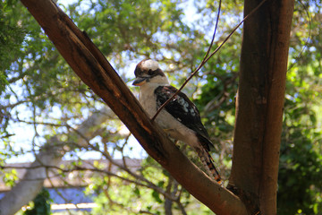 Balck and white bird
