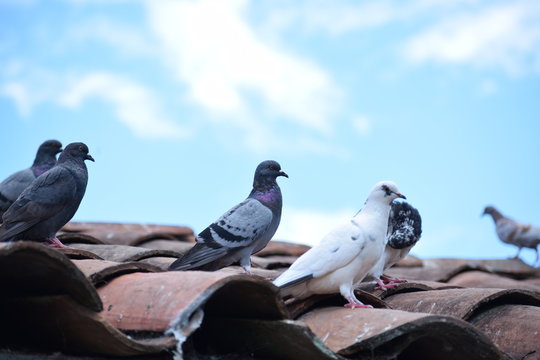 Palomas en marcha 