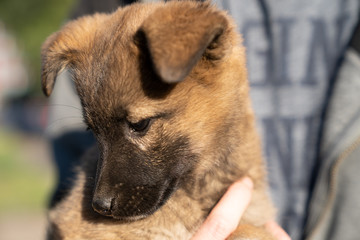 A man is holding puppy in his arms.
