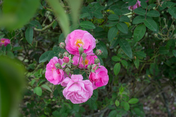 Obraz na płótnie Canvas intense pink flowers in the garden