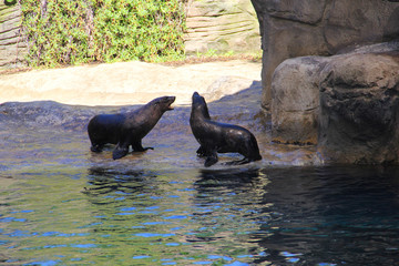 Couple of seals at the zoo