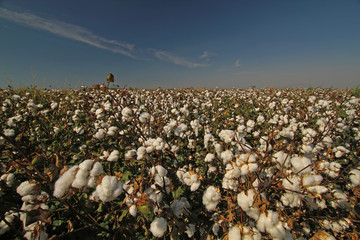 İzmir / menemen ovasında pamuk tarlaları  © mylasa