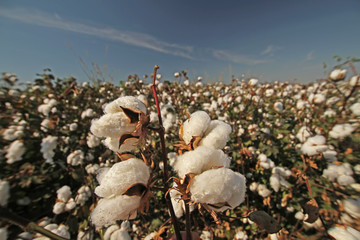 İzmir / menemen ovasında pamuk tarlaları  © mylasa