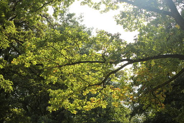 Oak tree in the park. 