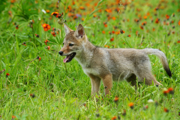 Naklejka na ściany i meble Wolf Pup playing in a field of wildflowers.