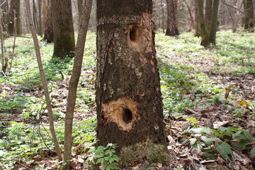 tree
