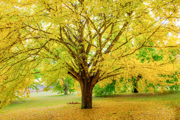 Large yellow tree