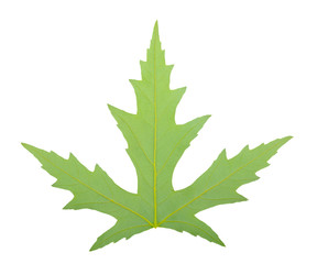 Fototapeta premium one green leaf isolated on white background