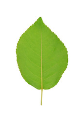 one green leaf isolated on white background