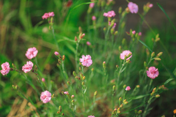 Obraz na płótnie Canvas small pink flowers in the meadow
