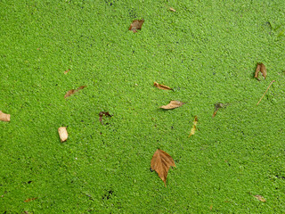 Autumn leaves and green duckweed on the pond..