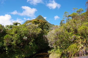 Fototapeta na wymiar végétation luxuriante à l'île de la Réunion