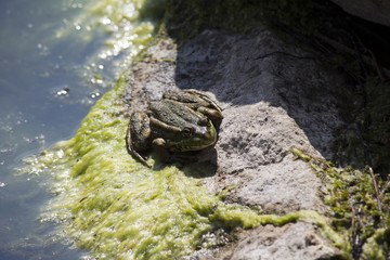 frog on stones