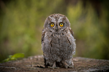 owl, guest from the wild