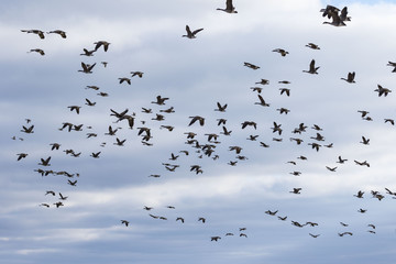 Hunting season waterfowl, geese, ducks. The many hunters waiting for the flocks of geese and ducks...