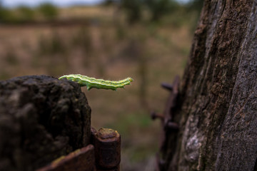 green caterpillar overcomes obstacle