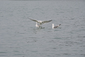 seagull looses the eel