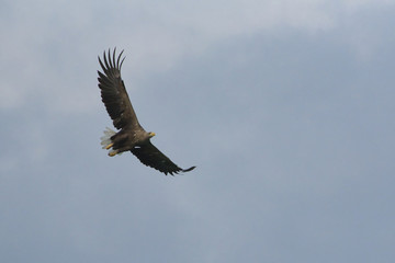 white taled sea eagle in the air