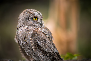 owl, guest from the wild