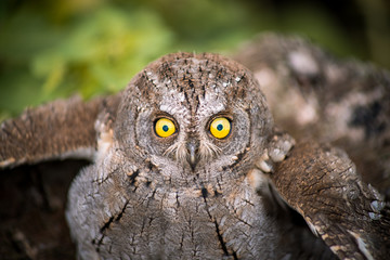 owl, guest from the wild