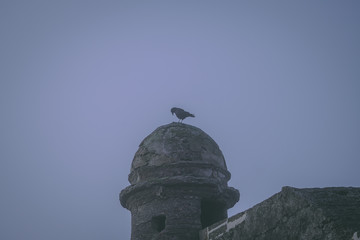 Fototapeta na wymiar Creepy black bird sitting on a tower
