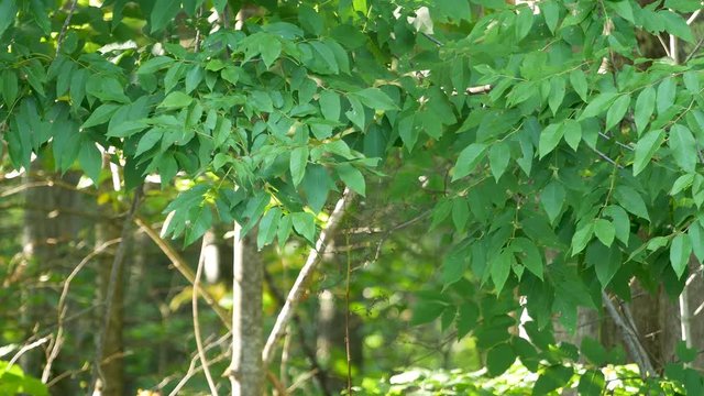 Close video of leaves from small scrub trees in a forest moving in the wind.