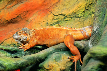 Reptile for a walk in the tropics