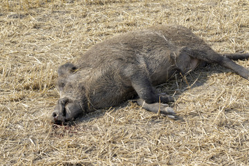 dead boar on harvested field