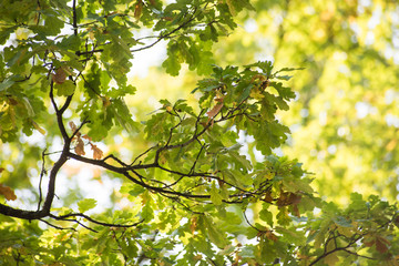 Fototapeta premium Autumn oak branch in the sunlight