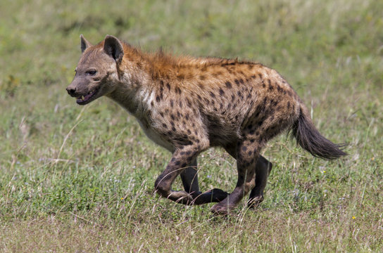 Spotted hyena on the run in on the savannah in the green season Serengeti Natotional Park in Tanzania