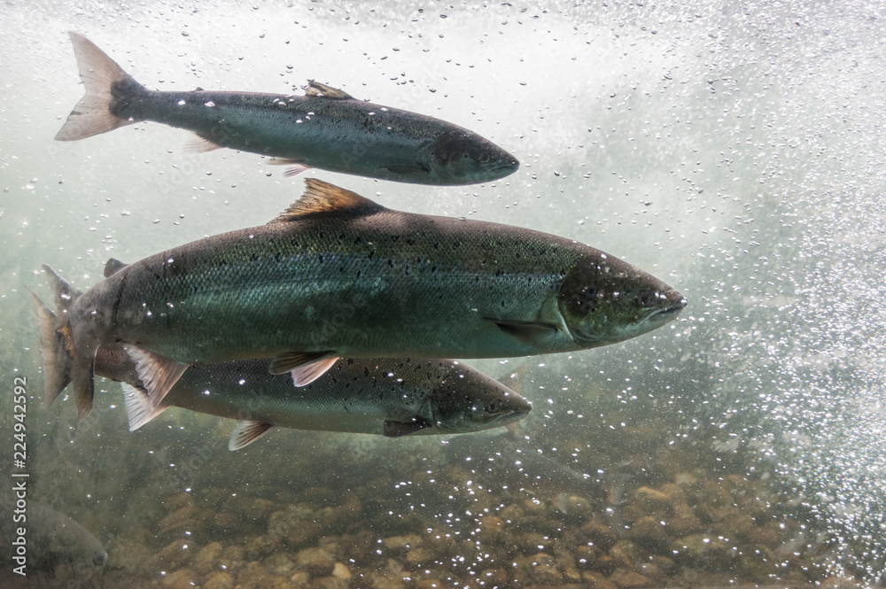 Wall mural salmon swimming against river current. norway, stavanger region, rogaland, ryfylke scenic route. sal