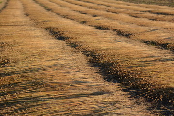  Close up of several lines of cut flax, lying on a field, during the retting. Belgium