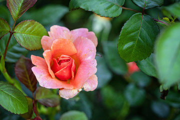 Rio Samba Rose